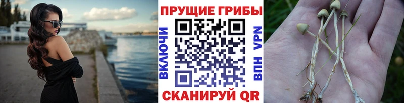 Галлюциногенные грибы MAGIC MUSHROOMS  Купить  Красногорск 